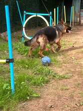 LOBA, Hund, Deutscher Schäferhund in Spanien - Bild 4