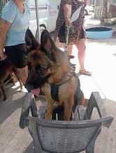 LOBA, Hund, Deutscher Schäferhund in Spanien - Bild 5
