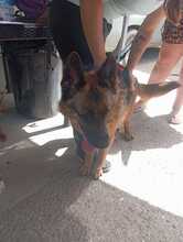 LOBA, Hund, Deutscher Schäferhund in Spanien - Bild 6