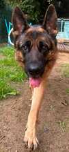LOBA, Hund, Deutscher Schäferhund in Spanien - Bild 7