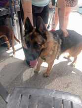 LOBA, Hund, Deutscher Schäferhund in Spanien - Bild 8
