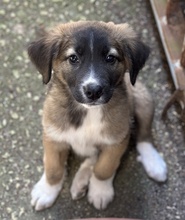 OSKAR, Hund, Mischlingshund in Griechenland - Bild 1