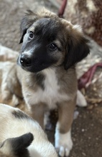 OSKAR, Hund, Mischlingshund in Griechenland - Bild 10
