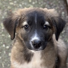 OSKAR, Hund, Mischlingshund in Griechenland - Bild 12