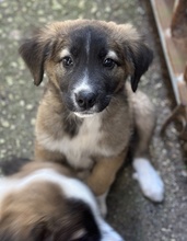OSKAR, Hund, Mischlingshund in Griechenland - Bild 2