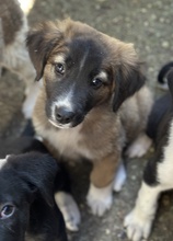 OSKAR, Hund, Mischlingshund in Griechenland - Bild 3