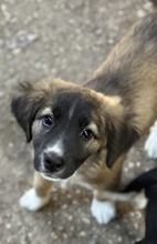 OSKAR, Hund, Mischlingshund in Griechenland - Bild 4