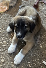 OSKAR, Hund, Mischlingshund in Griechenland - Bild 6