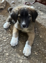 OSKAR, Hund, Mischlingshund in Griechenland - Bild 7