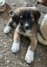 OSKAR, Hund, Mischlingshund in Griechenland - Bild 8