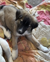 OSKAR, Hund, Mischlingshund in Griechenland - Bild 9
