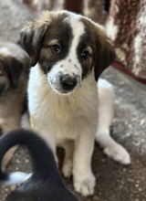 FINDUS, Hund, Mischlingshund in Griechenland - Bild 1