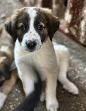 FINDUS, Hund, Mischlingshund in Griechenland - Bild 2