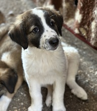 FINDUS, Hund, Mischlingshund in Griechenland - Bild 3