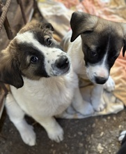 FINDUS, Hund, Mischlingshund in Griechenland - Bild 4