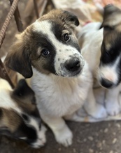 FINDUS, Hund, Mischlingshund in Griechenland - Bild 5