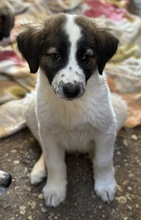 FINDUS, Hund, Mischlingshund in Griechenland - Bild 6