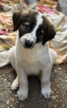 FINDUS, Hund, Mischlingshund in Griechenland - Bild 7