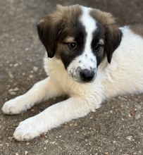FINDUS, Hund, Mischlingshund in Griechenland - Bild 8