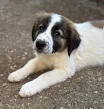 FINDUS, Hund, Mischlingshund in Griechenland - Bild 9