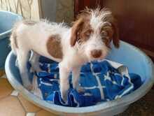 CLARA, Hund, Mischlingshund in Spanien - Bild 1
