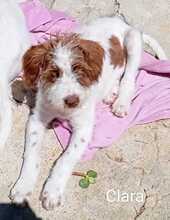 CLARA, Hund, Mischlingshund in Spanien - Bild 2