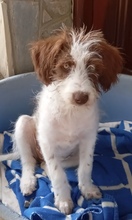 CLARA, Hund, Mischlingshund in Spanien - Bild 3