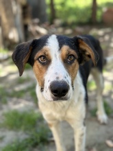 PELLE, Hund, Mischlingshund in Griechenland - Bild 1