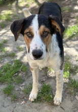 PELLE, Hund, Mischlingshund in Griechenland - Bild 10