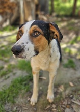 PELLE, Hund, Mischlingshund in Griechenland - Bild 11