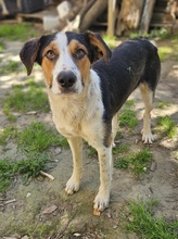 PELLE, Hund, Mischlingshund in Griechenland - Bild 12