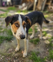 PELLE, Hund, Mischlingshund in Griechenland - Bild 13