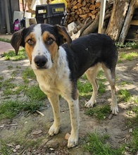 PELLE, Hund, Mischlingshund in Griechenland - Bild 14