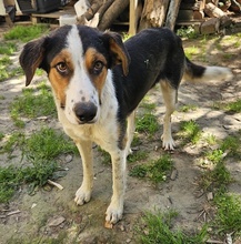 PELLE, Hund, Mischlingshund in Griechenland - Bild 15