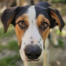 PELLE, Hund, Mischlingshund in Griechenland - Bild 17