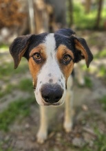 PELLE, Hund, Mischlingshund in Griechenland - Bild 2