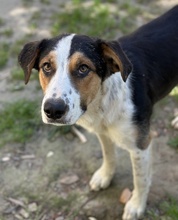 PELLE, Hund, Mischlingshund in Griechenland - Bild 3