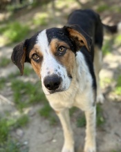 PELLE, Hund, Mischlingshund in Griechenland - Bild 4