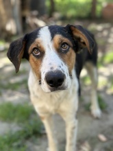 PELLE, Hund, Mischlingshund in Griechenland - Bild 5