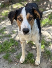 PELLE, Hund, Mischlingshund in Griechenland - Bild 6