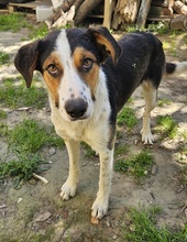 PELLE, Hund, Mischlingshund in Griechenland - Bild 7