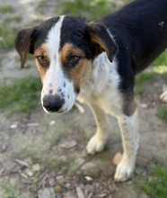 PELLE, Hund, Mischlingshund in Griechenland - Bild 8