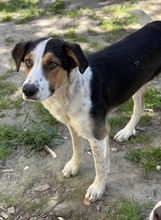 PELLE, Hund, Mischlingshund in Griechenland - Bild 9