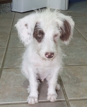 JULIO, Hund, Mischlingshund in Spanien - Bild 1