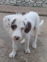 JULIO, Hund, Mischlingshund in Spanien - Bild 2
