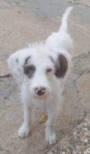 JULIO, Hund, Mischlingshund in Spanien - Bild 3