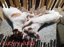 JULIO, Hund, Mischlingshund in Spanien - Bild 4