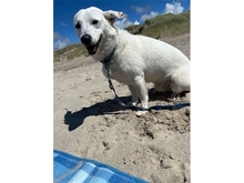BARNEY, Hund, Mischlingshund in Dingelstädt - Bild 2