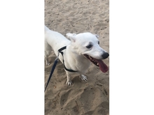 BARNEY, Hund, Mischlingshund in Dingelstädt - Bild 3