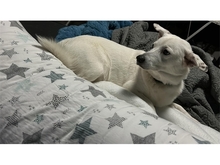 BARNEY, Hund, Mischlingshund in Dingelstädt - Bild 4